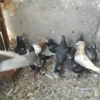 جوانه کفتر|پرنده|باشتین, |دیوار