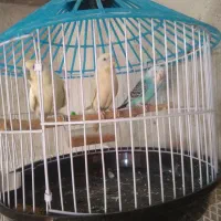 پرنده