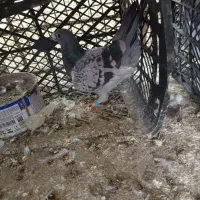 کفتر شهرستانی|پرنده|مشکین‌دشت, |دیوار