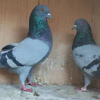 شش جفت کفتر درجه یک