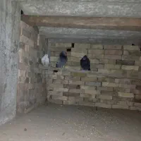 کبوتر