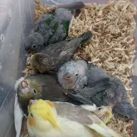 جوجه سرلاکی گرین چیک و عروس