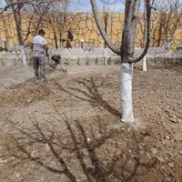 کلیه خدمات باغبانی در تهران و حومه|خدمات باغبانی و درختکاری|تهران, سید خندان (جلفا)|دیوار
