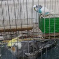 عروس هلندی و مرغ عشق|پرنده|خرمدره, |دیوار