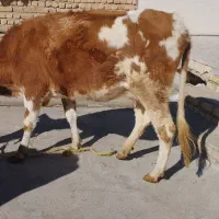 فروش گاو و گوساله ماده
