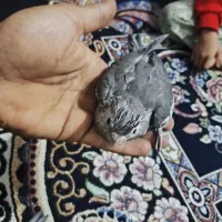 جوجه عروس هلندی