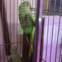 جوجه شاه طوطی نر ۵ ماهه|پرنده|تهران, یوسف‌آباد|دیوار