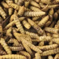 لارو خشک مگس سرباز سیاه