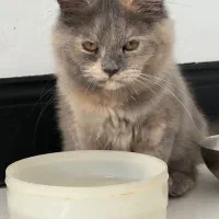 گربه