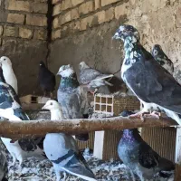 فروش انواع کبوتر یکجا|پرنده|اصفهان, کوی امیریه|دیوار