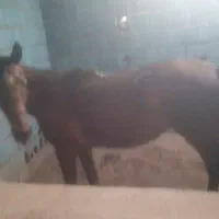 اسب دره شوری برای فروش فوریاسب نژاد دره شوری