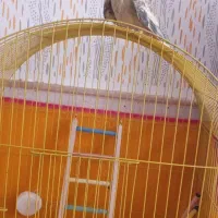فروش عروس هلندی ماده