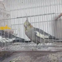 تعدادی عروس مولد با جوحه و تخم|پرنده|باسمنج, |دیوار