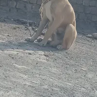 جفت توله سرابی|سگ|زابل, |دیوار