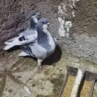 یک جفت شهری سبز و چپ سبز