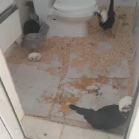 دو مرغ لهستانی بایک خروس