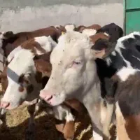 گوساله نر سمینتال|حیوانات مزرعه|اراک, |دیوار