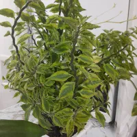 فروش گل|گل و گیاه طبیعی|تهران, شهرک چیتگر|دیوار