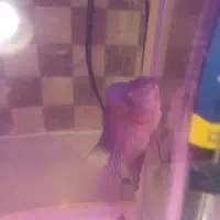 ماهی فلاور معاوضه و فروش