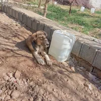 دوتوله سگ 6ماهه نژاد دوبرمن و بومی5000|سگ|اصفهان, ملکشهر|دیوار