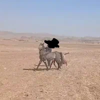 اسب نریان و کره مادیان