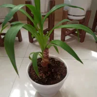 گل یوکا.دیفن.پتوس.لیندا.عروس