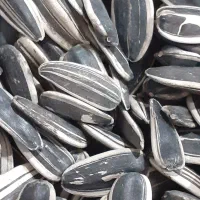 تخمه‌تازه‌‌درشت