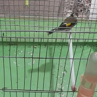 سهره نرنوک سفید ۲۵۰۰