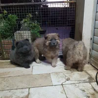 سگ نژاد چائو چائو