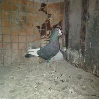 پلنگ سیاه تاختی.