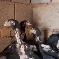 لاری