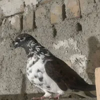 کفتر پرشی و خوب