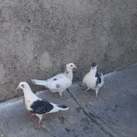 خال سیاه ۴تیغ به اخر  سرونچ کاکلی و پشتی