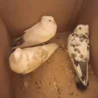 کفتر|پرنده|کرج, برغان|دیوار