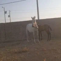 یک اسب بایه کره اسب بفروش می رسد