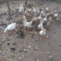 غاز قوغاز اردک پروازی