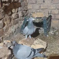 ۵عدد کفتر بازی|پرنده|بیرجند, |دیوار