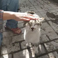 واگذاری گربه ملوس