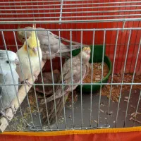 عروس هلندی رام با تخم و جوجه|پرنده|کرمان, |دیوار