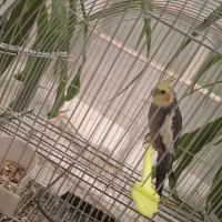 عروس هلندی نر بالغ|پرنده|بهاباد, |دیوار