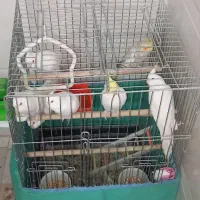 عروس هلندی|پرنده|بافق, |دیوار