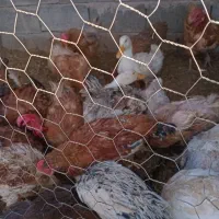 مرغ و خروس
