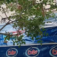 سایبان|فروشگاه و مغازه|هشتگرد, شهرک بعثت|دیوار