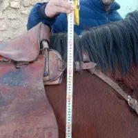 دوتا اسب مادیان جنس درج|اسب و تجهیزات اسب‌سواری|قزوین, |دیوار