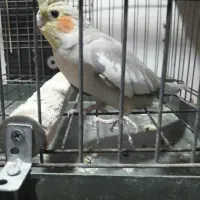 عروس هلندی