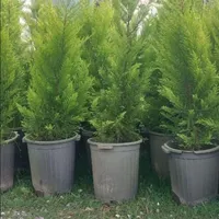 طراحی فضای سبز|خدمات باغبانی و درختکاری|لنگرود, |دیوار