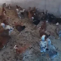 فروش 400 عدد مرغ رسمی تخم گذار|حیوانات مزرعه|کرج, شهرک فهمیده|دیوار