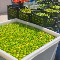 آبلیمو طبیعی امساله بدون تلخی|عمدهفروشی|قم, پامنار|دیوار