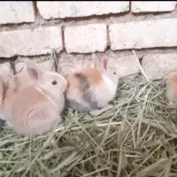فروش خرگوش کوچولو و بزرگ