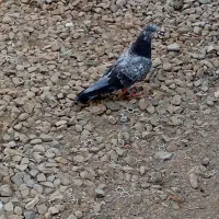 کبوترپکستانی|پرنده|بوشهر, |دیوار